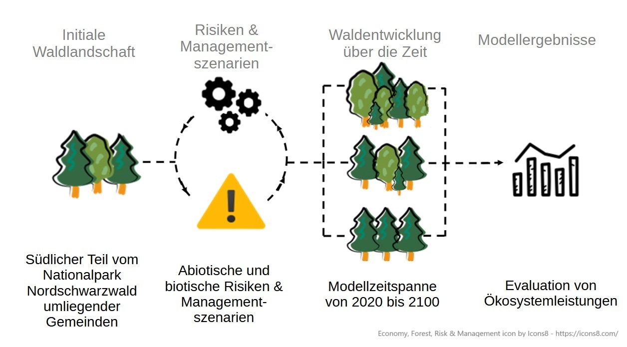 Risikobewertung und Managementszenarien Diagramm für Waldentwicklung