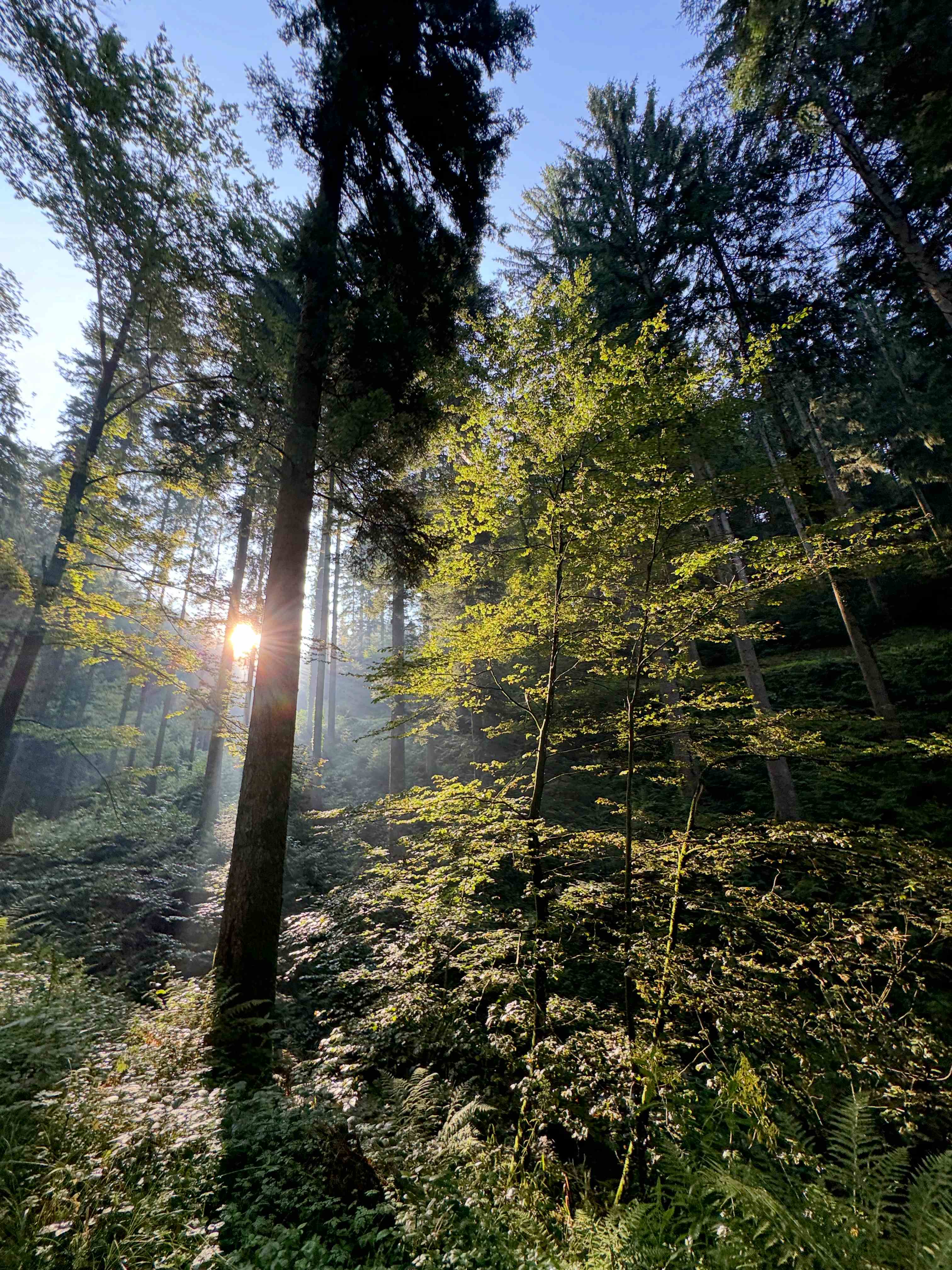 Sonnenstrahlen im Schwarzwald