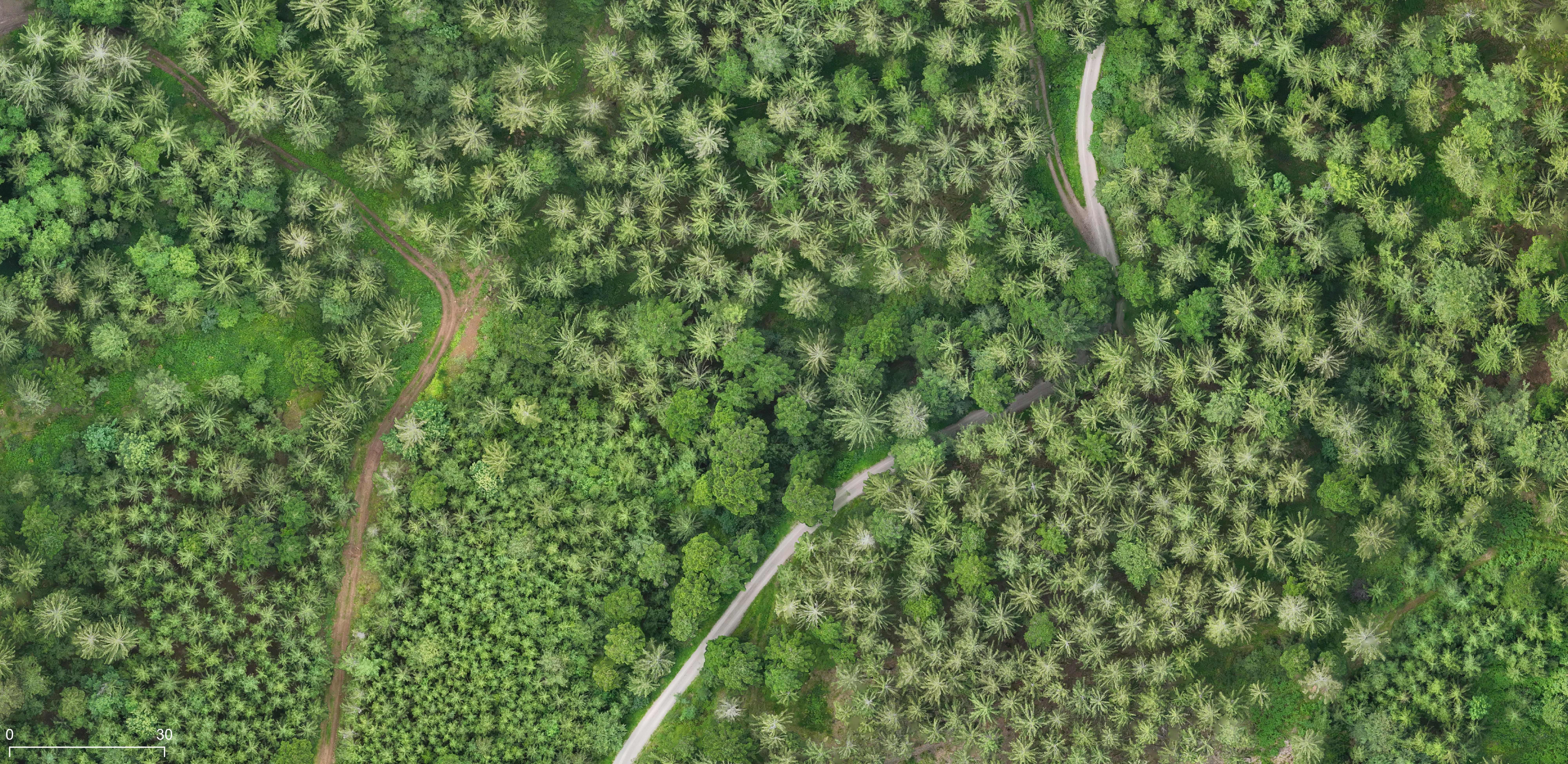 Aerial view of forest