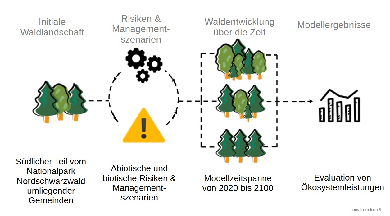 Methodischer Workflow von initialer Waldlandschaft über Risiken und Managementszenarien bis zu Modellergebnissen
